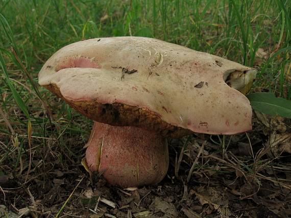 hřib LeGalové Rubroboletus legaliae (Pilát & Dermek) Della Maggiora & Trassin.