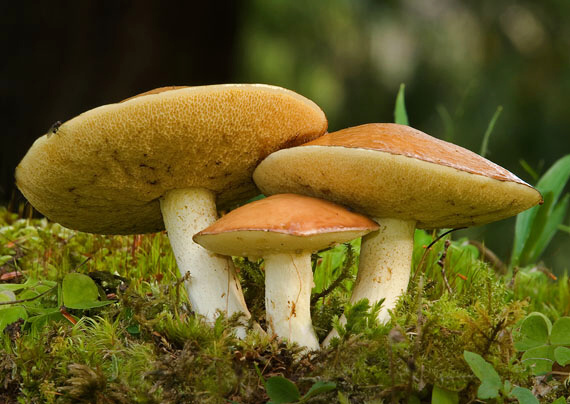 masliak zrnitý Suillus granulatus (L.) Roussel