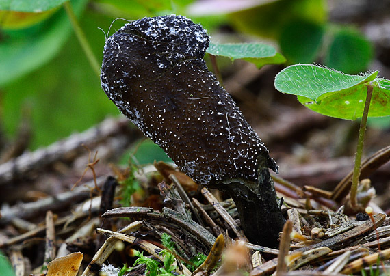 žezlovka srnková Tolypocladium ophioglossoides (J.F. Gmel.) Quandt, Kepler & Spatafora