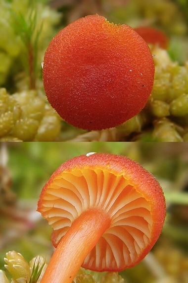 lúčnica zrnitá Hygrocybe coccineocrenata (P.D. Orton) M.M. Moser