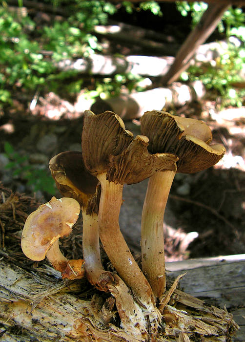 strapcovka zväzkovitá? Hypholoma fasciculare?