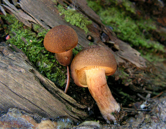 čírovec červenožltý Tricholomopsis rutilans (Schaeff.) Singer