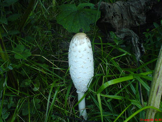 hnojník obyčajný Coprinus comatus (O.F. Müll.) Pers.