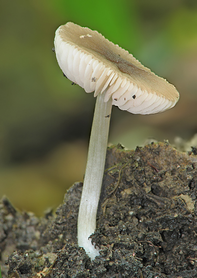 hodvábnica Entoloma sp.