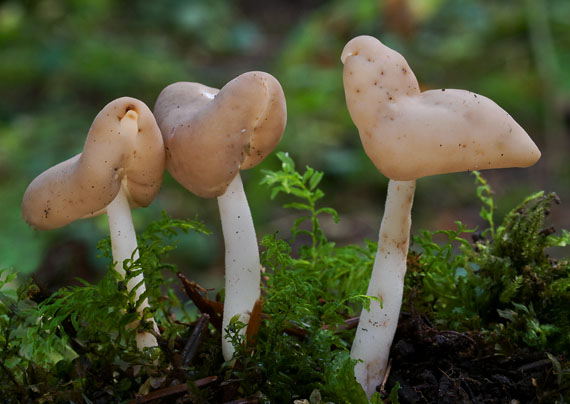 chriapač Helvella sp.