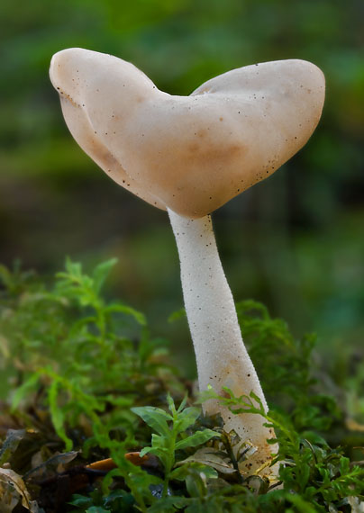 chriapač Helvella sp.