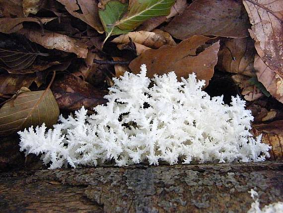 koralovec bukový Hericium coralloides (Scop.) Pers.