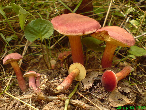 suchohríb karmínový Hortiboletus rubellus (Krombh.) Simonini, Vizzini & Gelardi