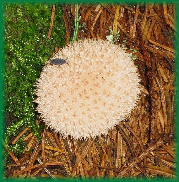 prášnica pichliačová Lycoperdon echinatum Pers.