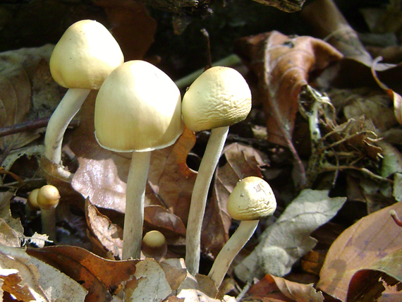 holohlavec český Psilocybe bohemica Šebek