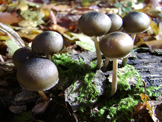 holohlavec český Psilocybe bohemica Šebek