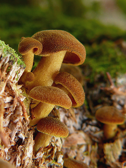 čírovec ozdobný Tricholomopsis decora (Fr.) Singer