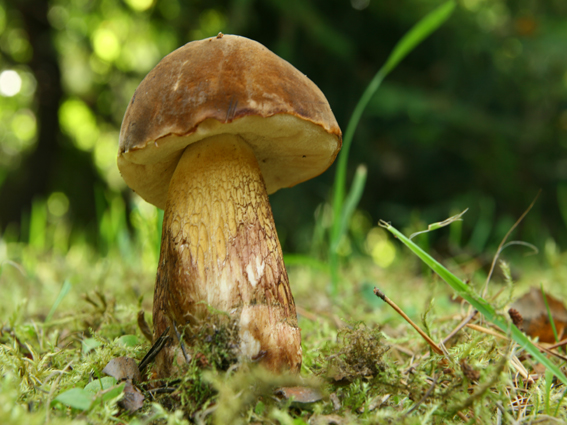 podhríb žlčový Tylopilus felleus (Bull.) P. Karst.