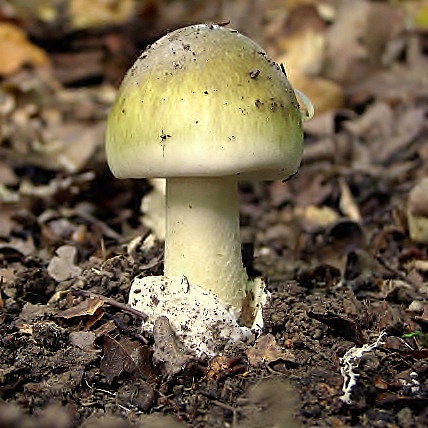 muchotrávka zelená-Muchomůrka zelená Amanita phalloides (Vaill. ex Fr.) Link