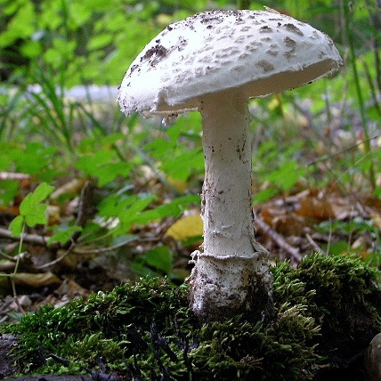 muchotrávka šiškovitá-Muchomůrka šiškovitá Amanita strobiliformis Gonn. & Rabenh.