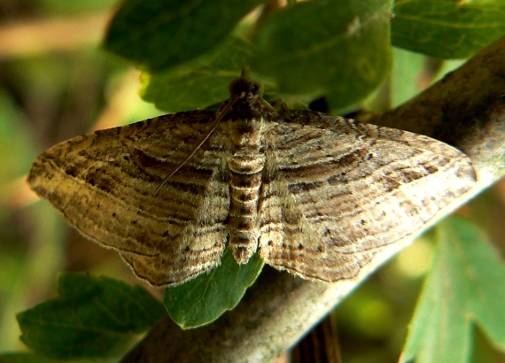 piadivka mnohočiara Costaconvexa polygrammata