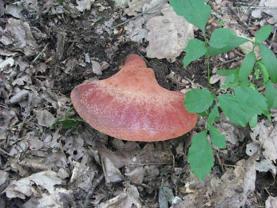 pečeňovec dubový Fistulina hepatica (Schaeff.) With.