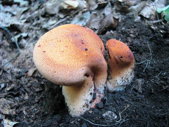 pečeňovec dubový Fistulina hepatica (Schaeff.) With.