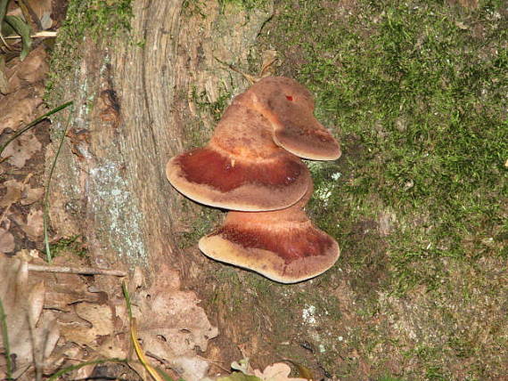 pečeňovec dubový Fistulina hepatica (Schaeff.) With.