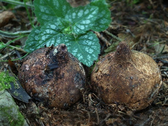 hviezdovka trojitá Geastrum triplex Jungh.