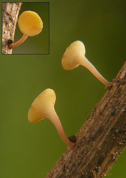 čiašočka byľová Hymenoscyphus herbarum  (Pers.) Dennis