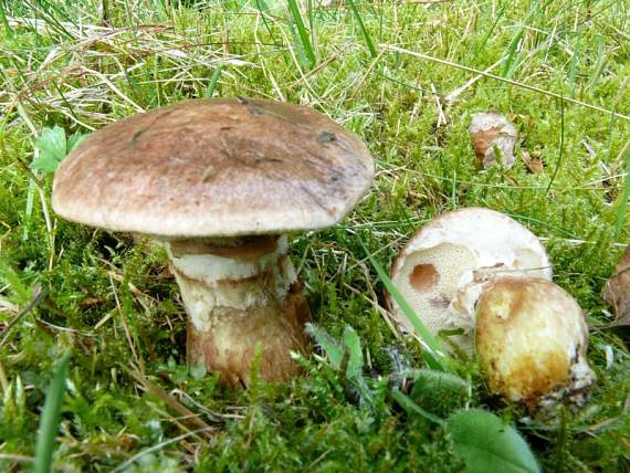 klouzek slizký - Masliak lepkavý Suillus viscidus (L.) Roussel