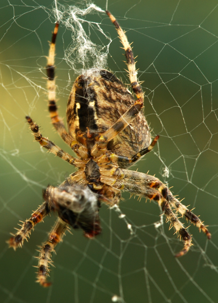 križiacke menu Araneus diadematus