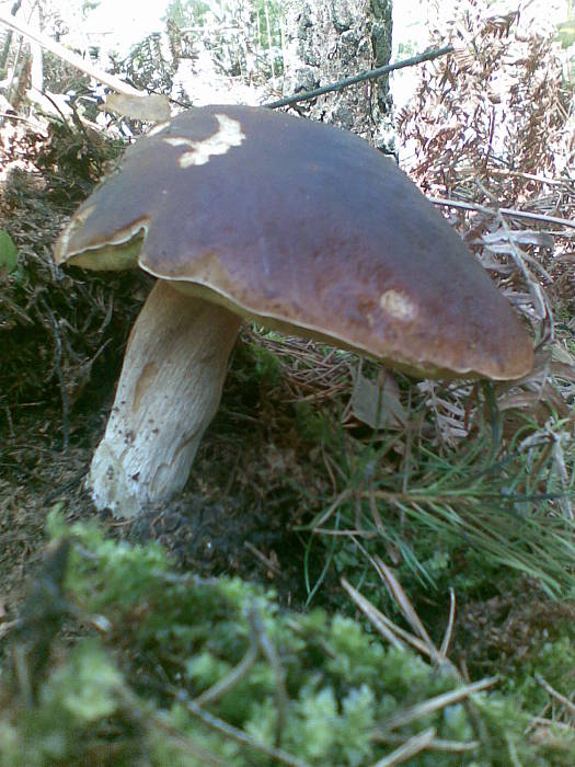 hríb smrekový Boletus edulis Bull.