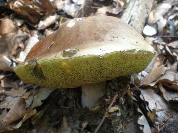 hríb smrekový Boletus edulis Bull.