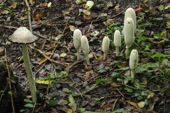 hnojník obyčajný Coprinus comatus (O.F. Müll.) Pers.