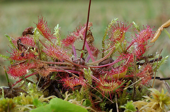 rosička okrúhlolistá - rosnatka okrouhlolistá Drosera rotundifolia L.