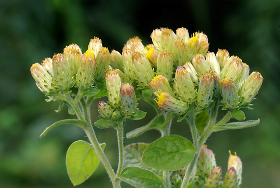 oman hnidákový - oman hnidák Inula conyzae (Griess.) Meikle