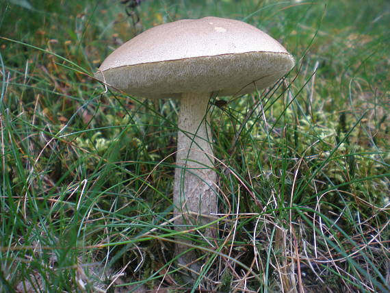 kozák brezový Leccinum scabrum (Bull.) Gray