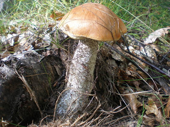 kozák žltooranžový Leccinum versipelle (Fr. & Hök) Snell