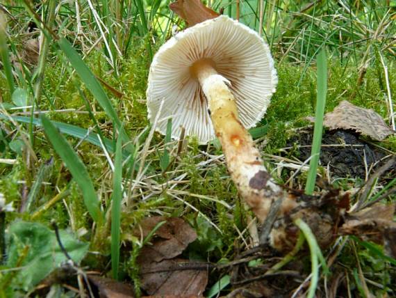 bedla vlnatá - Bedlička vlnatá Lepiota clypeolaria  (Bull.) P. Kumm.