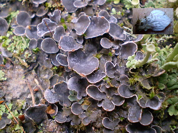 štítnatec drobný Peltigera didactyla (With.) J.R. Laundon