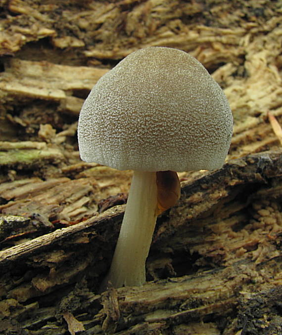 štítovka Pluteus sp.