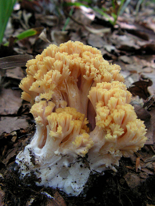 strapačka ? Ramaria sp.