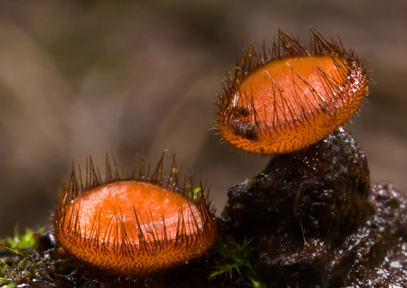 štítovnička Scutellinia sp.