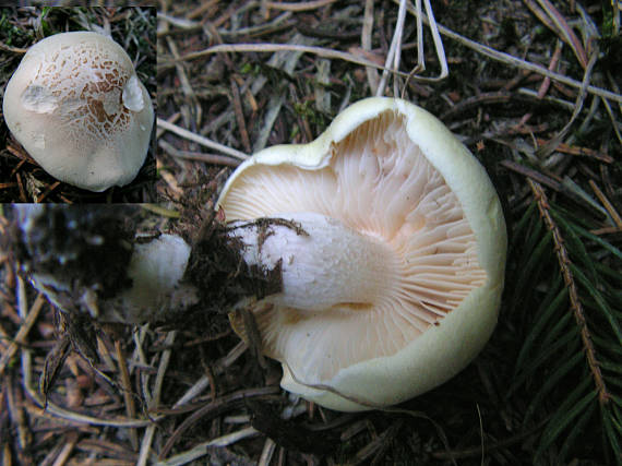 čírovka mydlová Tricholoma saponaceum (Fr.) P. Kumm.