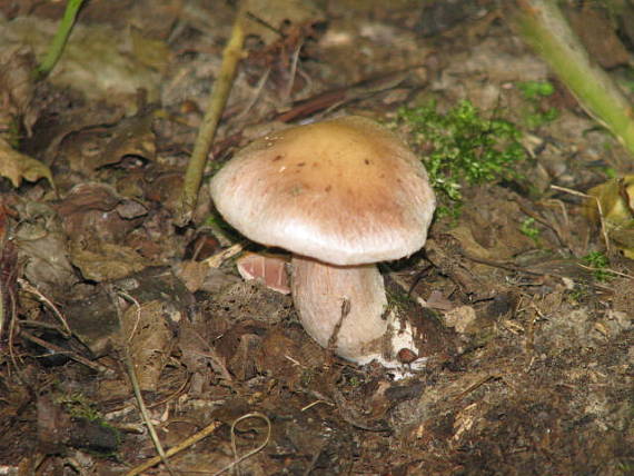 pavučinovec Cortinarius sp.