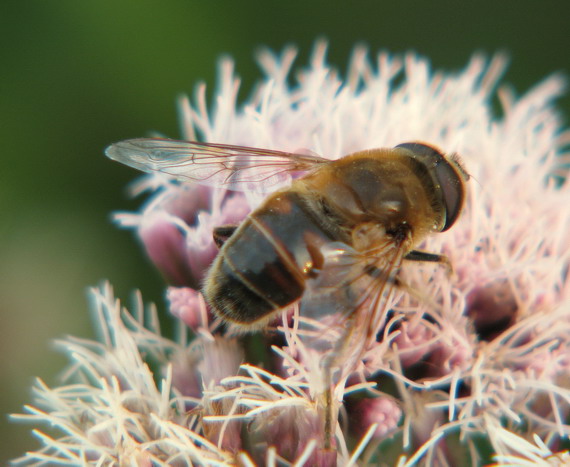 trúdovka obyčajná Eristalis tenax