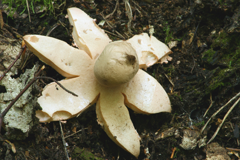 hviezdovka červenkastá Geastrum rufescens Pers.