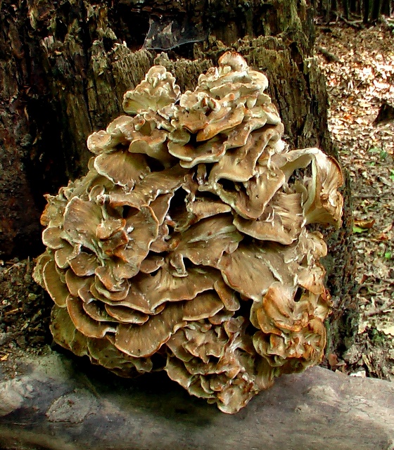 trsovnica lupeňovitá Grifola frondosa (Dicks.) Gray