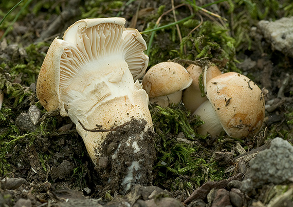 šťavnačka Hygrophorus sp.