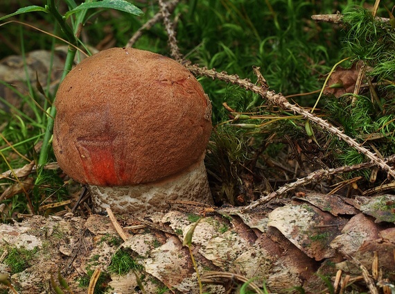 kozák smrekový Leccinum piceinum Pilát & Dermek