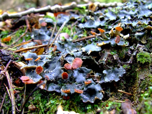 štítnatec vodorovný Peltigera horizontalis (Huds.) Baumg.