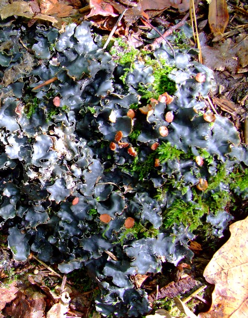 štítnatec vodorovný Peltigera horizontalis (Huds.) Baumg.