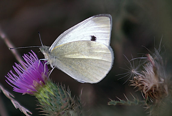 mlynárik repový Pieris rapae