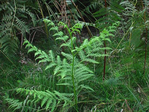 orličník obyčajný Pteridium aquilinum (L.) Kuhn